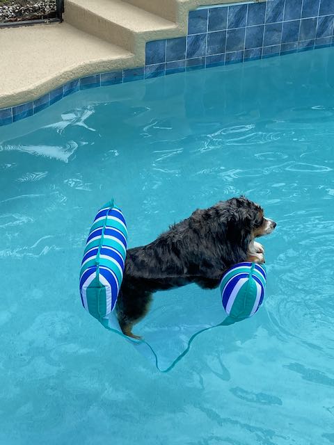 vet marketing seo website puppies