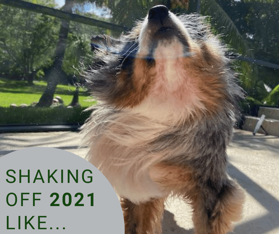dog shaking 2021